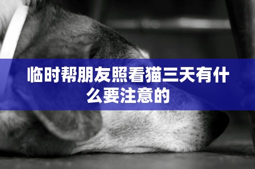 臨時幫朋友照看貓三天有什么要注意的