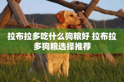拉布拉多吃什么狗糧好 拉布拉多狗糧選擇推薦
