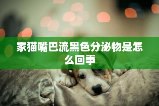家貓嘴巴流黑色分泌物是怎么回事