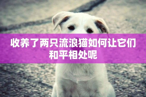 收養了兩只流浪貓如何讓它們和平相處呢