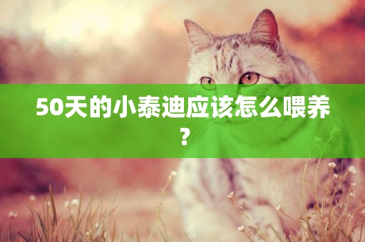 50天的小泰迪應該怎么喂養？