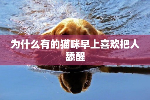 為什么有的貓咪早上喜歡把人舔醒