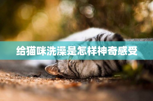 給貓咪洗澡是怎樣神奇感受