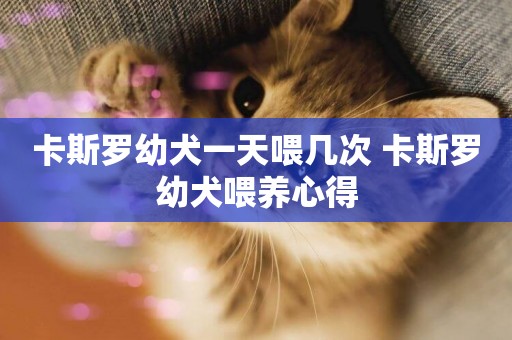 卡斯羅幼犬一天喂幾次 卡斯羅幼犬喂養心得