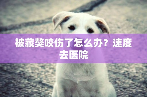 被藏獒咬傷了怎么辦？速度去醫院