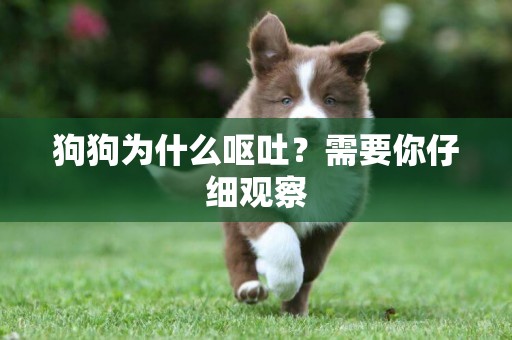 狗狗為什么嘔吐？需要你仔細觀察