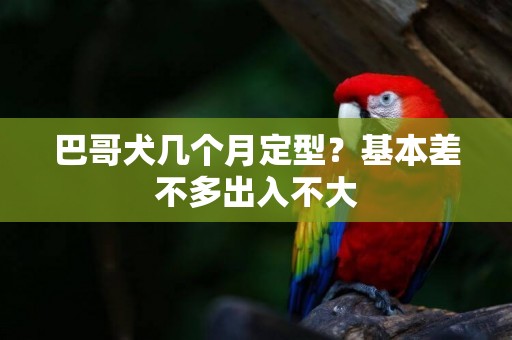 巴哥犬幾個月定型？基本差不多出入不大