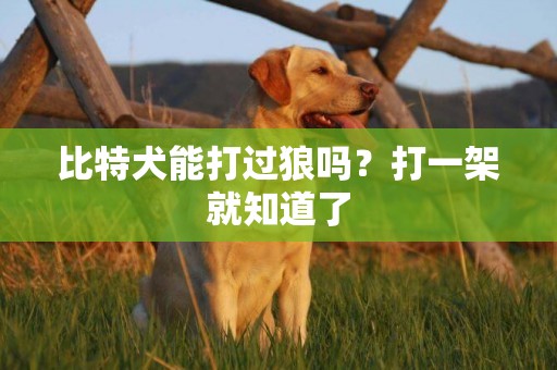 比特犬能打過狼嗎？打一架就知道了