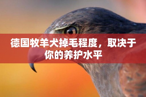 德國牧羊犬掉毛程度，取決于你的養護水平