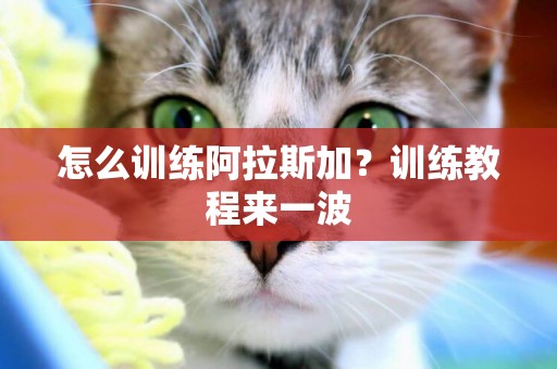 怎么訓練阿拉斯加？訓練教程來一波