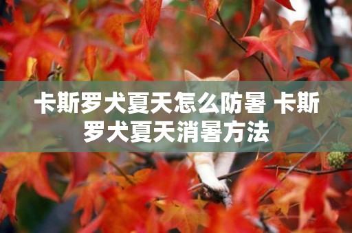卡斯羅犬夏天怎么防暑 卡斯羅犬夏天消暑方法