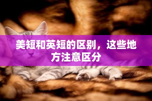 美短和英短的區別，這些地方注意區分