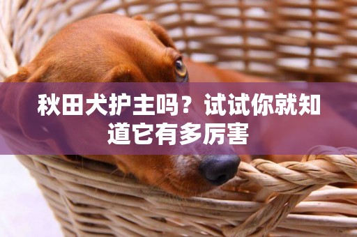 秋田犬護主嗎？試試你就知道它有多厲害