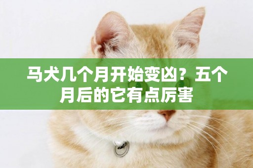 馬犬幾個月開始變兇？五個月后的它有點厲害