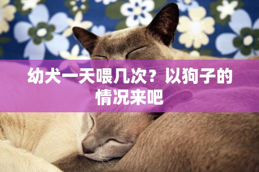 幼犬一天喂幾次？以狗子的情況來吧