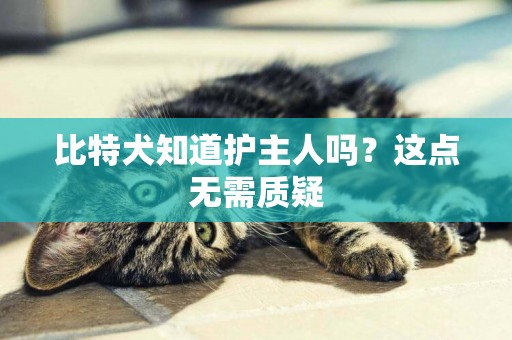 比特犬知道護主人嗎？這點無需質疑