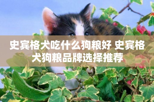 史賓格犬吃什么狗糧好 史賓格犬狗糧品牌選擇推薦