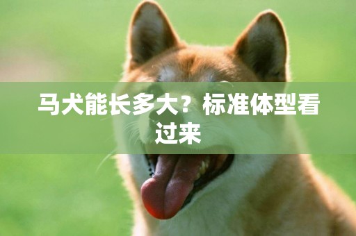 馬犬能長多大？標準體型看過來