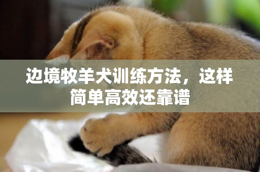 邊境牧羊犬訓練方法，這樣簡單高效還靠譜