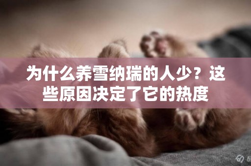 為什么養雪納瑞的人少？這些原因決定了它的熱度
