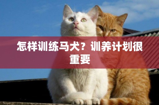 怎樣訓練馬犬？訓養計劃很重要