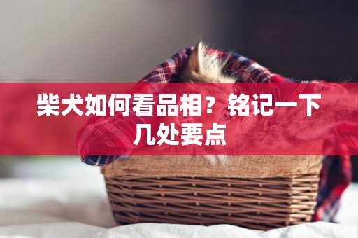 柴犬如何看品相？銘記一下幾處要點