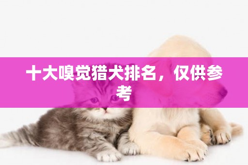 十大嗅覺獵犬排名，僅供參考