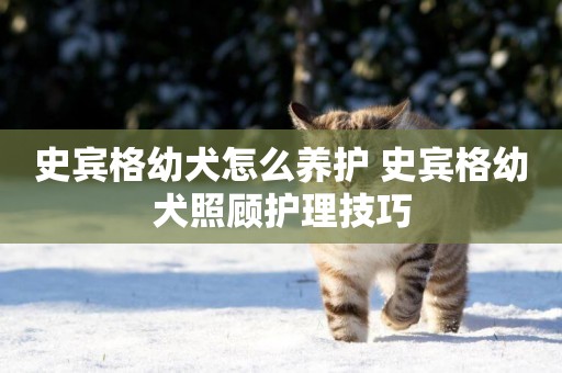 史賓格幼犬怎么養護 史賓格幼犬照顧護理技巧