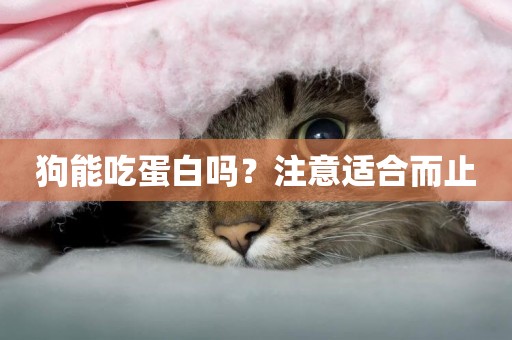 狗能吃蛋白嗎？注意適合而止