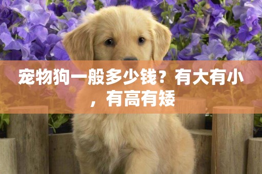 寵物狗一般多少錢？有大有小，有高有矮