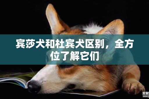 賓莎犬和杜賓犬區別，全方位了解它們