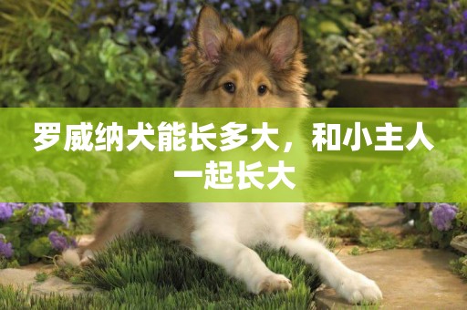 羅威納犬能長多大，和小主人一起長大