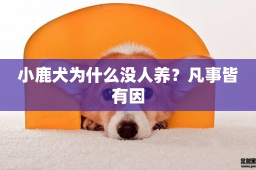 小鹿犬為什么沒人養？凡事皆有因
