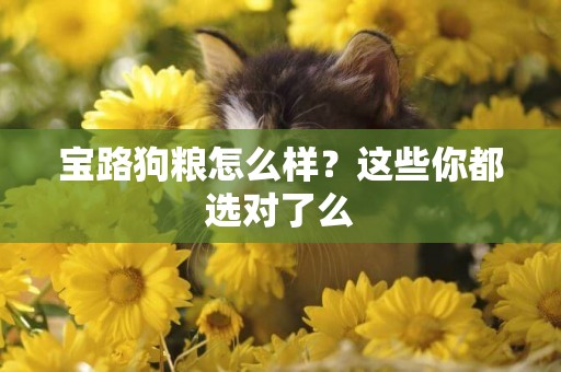 寶路狗糧怎么樣？這些你都選對了么