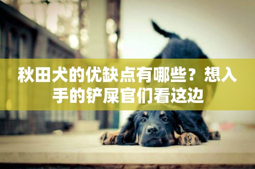 秋田犬的優缺點有哪些？想入手的鏟屎官們看這邊