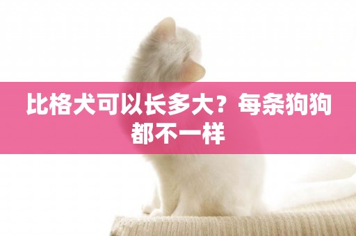 比格犬可以長多大？每條狗狗都不一樣