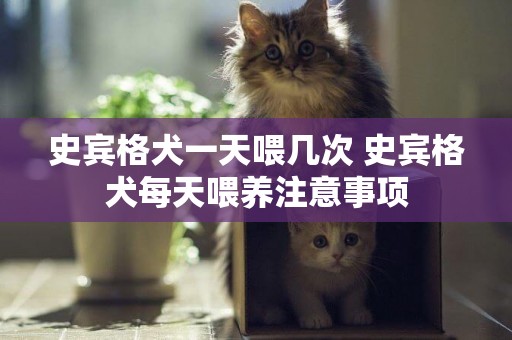 史賓格犬一天喂幾次 史賓格犬每天喂養注意事項