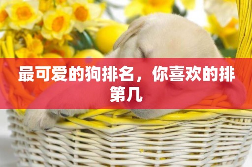 最可愛的狗排名，你喜歡的排第幾