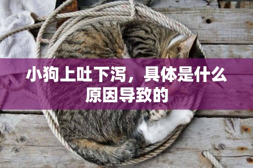 小狗上吐下瀉，具體是什么原因導致的
