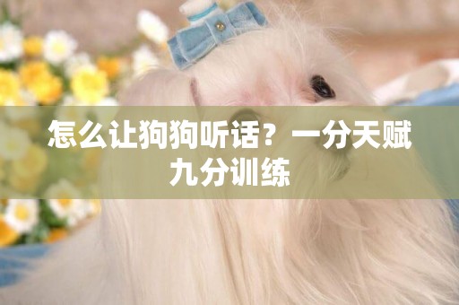 怎么讓狗狗聽話？一分天賦九分訓練