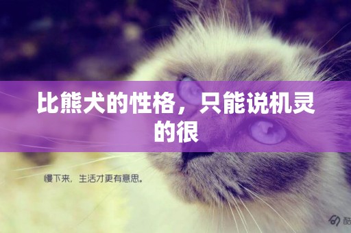 比熊犬的性格，只能說機靈的很