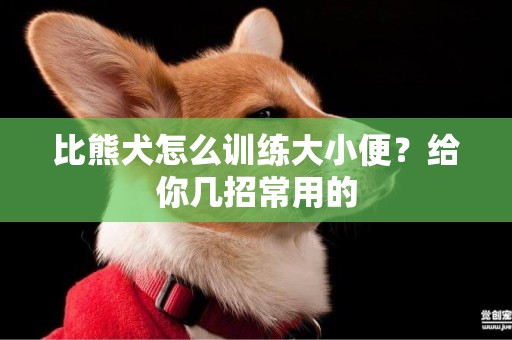 比熊犬怎么訓練大小便？給你幾招常用的