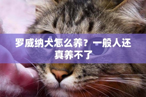 羅威納犬怎么養？一般人還真養不了