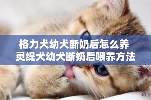 格力犬幼犬斷奶后怎么養 靈緹犬幼犬斷奶后喂養方法