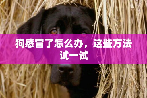 狗感冒了怎么辦，這些方法試一試