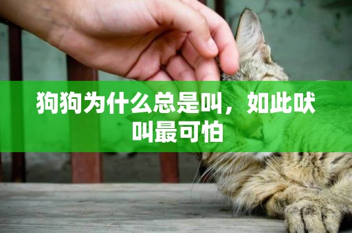 狗狗為什么總是叫，如此吠叫最可怕