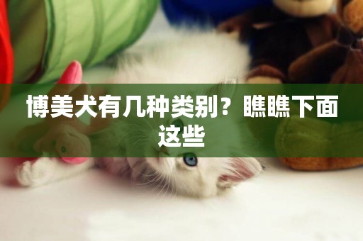 博美犬有幾種類別？瞧瞧下面這些