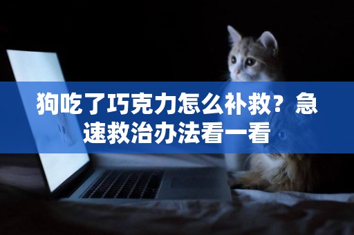 狗吃了巧克力怎么補救？急速救治辦法看一看
