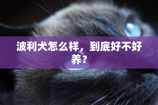 波利犬怎么樣，到底好不好養？