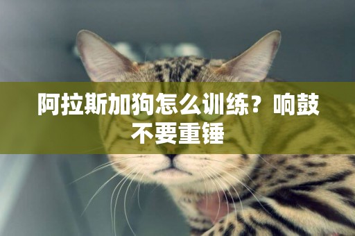 阿拉斯加狗怎么訓練？響鼓不要重錘